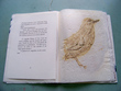 L'oiseau des Fées (archive)